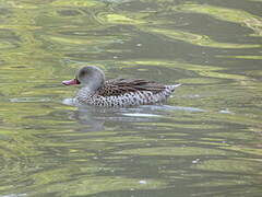 Cape Teal