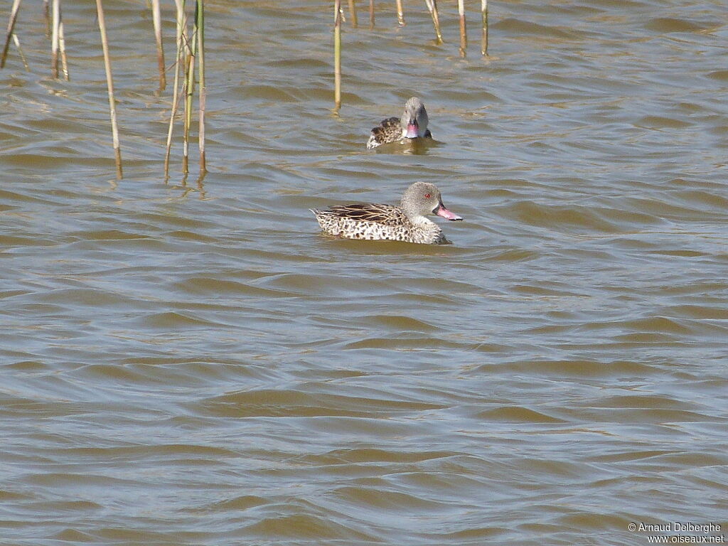 Cape Teal