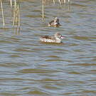 Canard du Cap