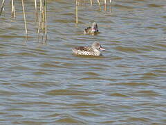 Cape Teal