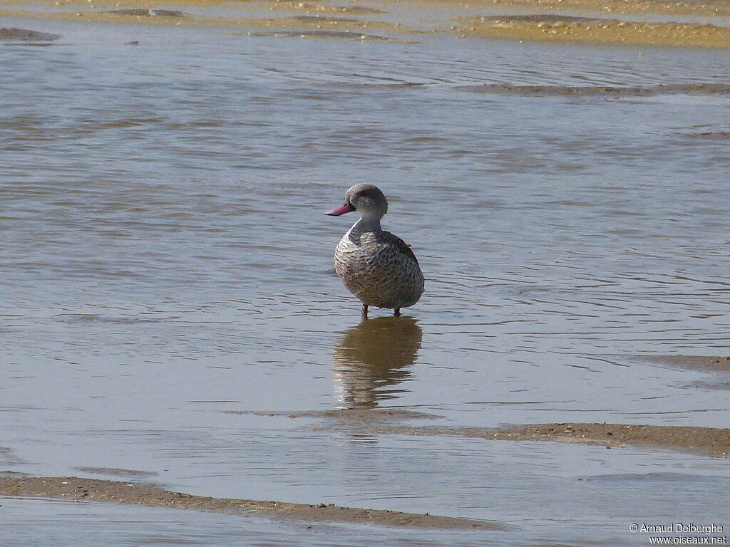 Cape Teal