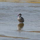 Canard du Cap