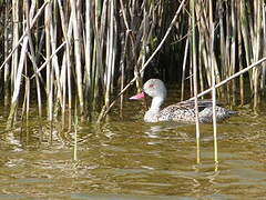 Cape Teal