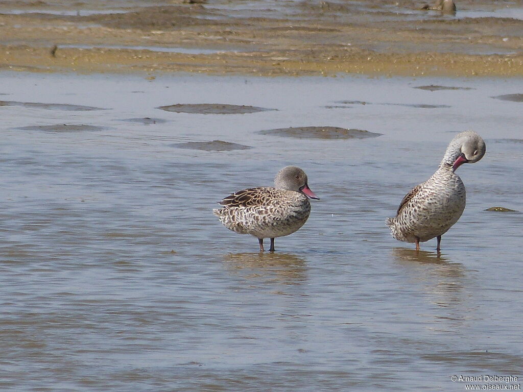 Cape Teal