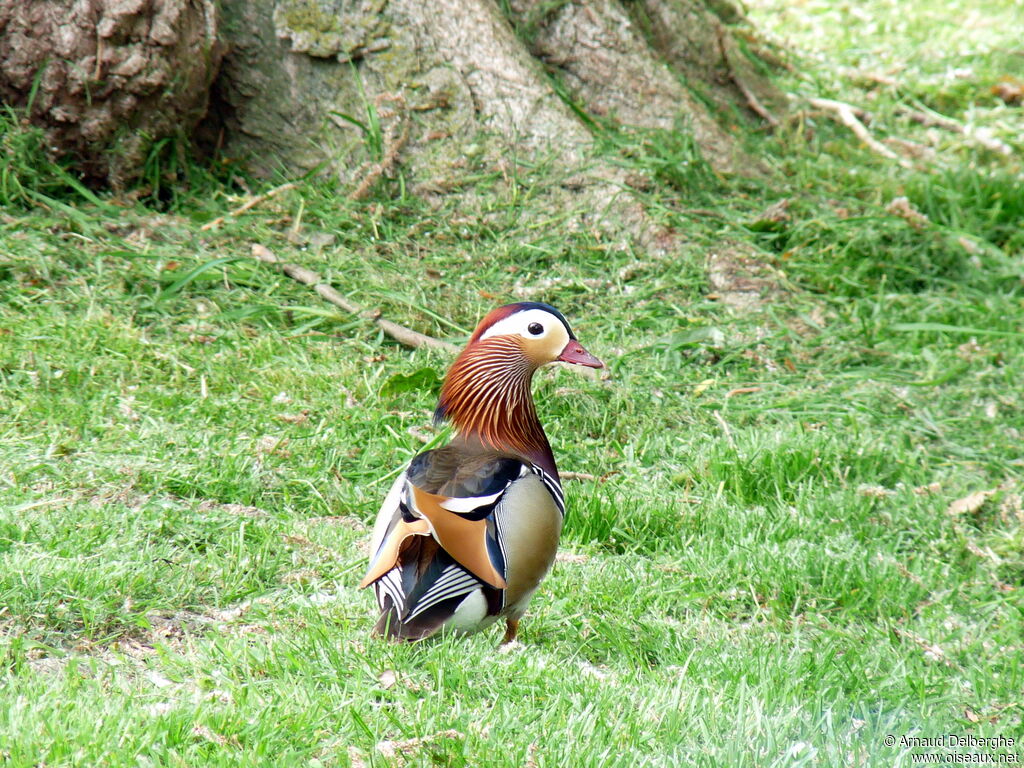 Canard mandarin