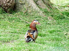 Mandarin Duck