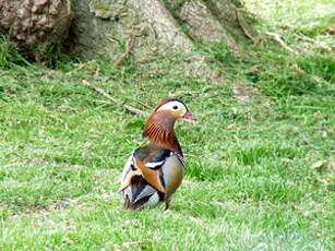 Canard mandarin