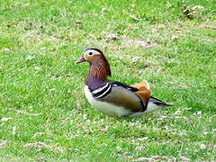 Mandarin Duck