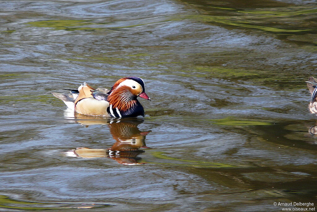 Mandarin Duck