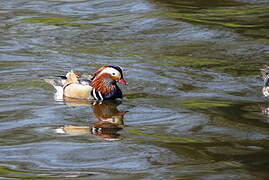 Mandarin Duck