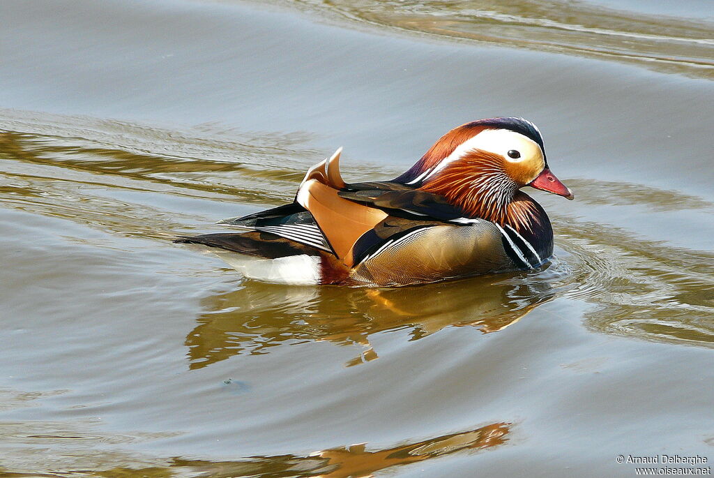 Mandarin Duck