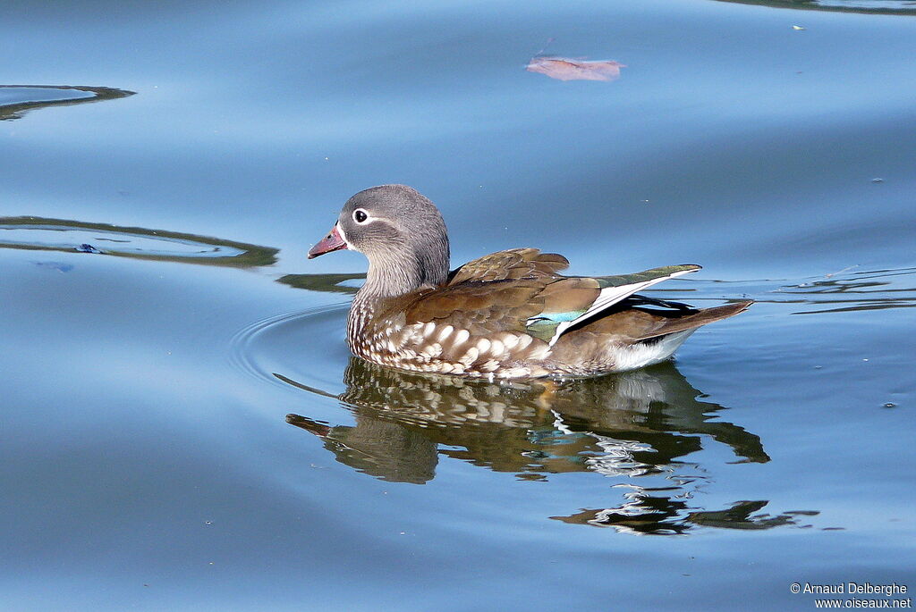 Mandarin Duck female