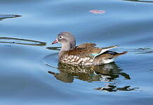 Canard mandarin