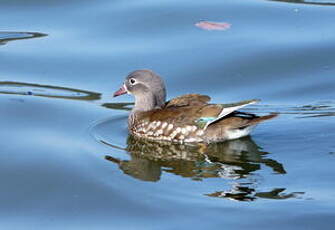 Canard mandarin