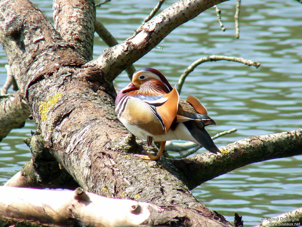 Mandarin Duck