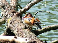 Canard mandarin