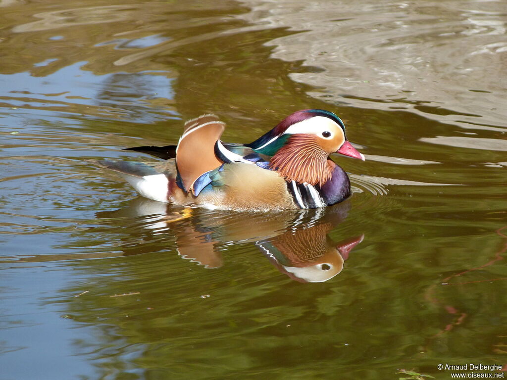 Canard mandarin