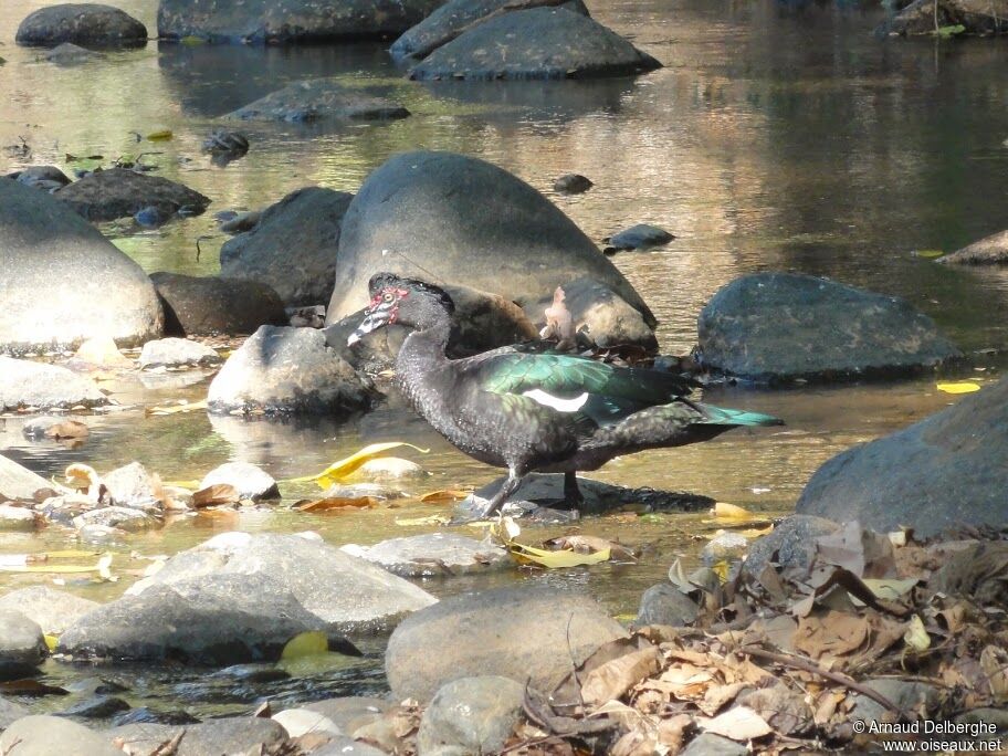 Canard musqué