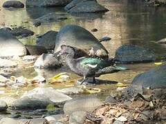 Muscovy Duck