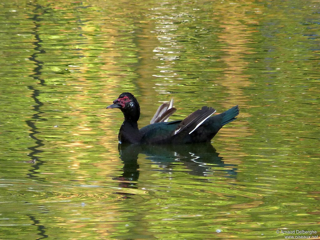 Canard musqué