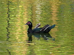 Canard musqué