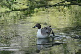 Canard pilet