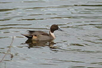 Canard pilet