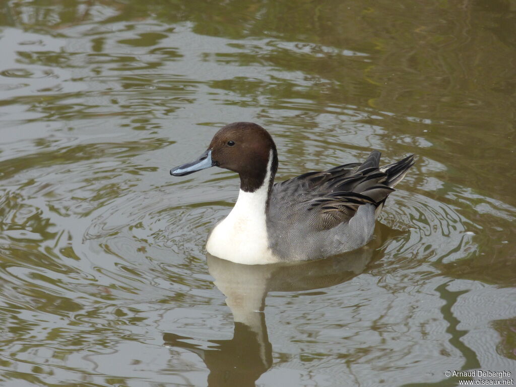 Northern Pintail