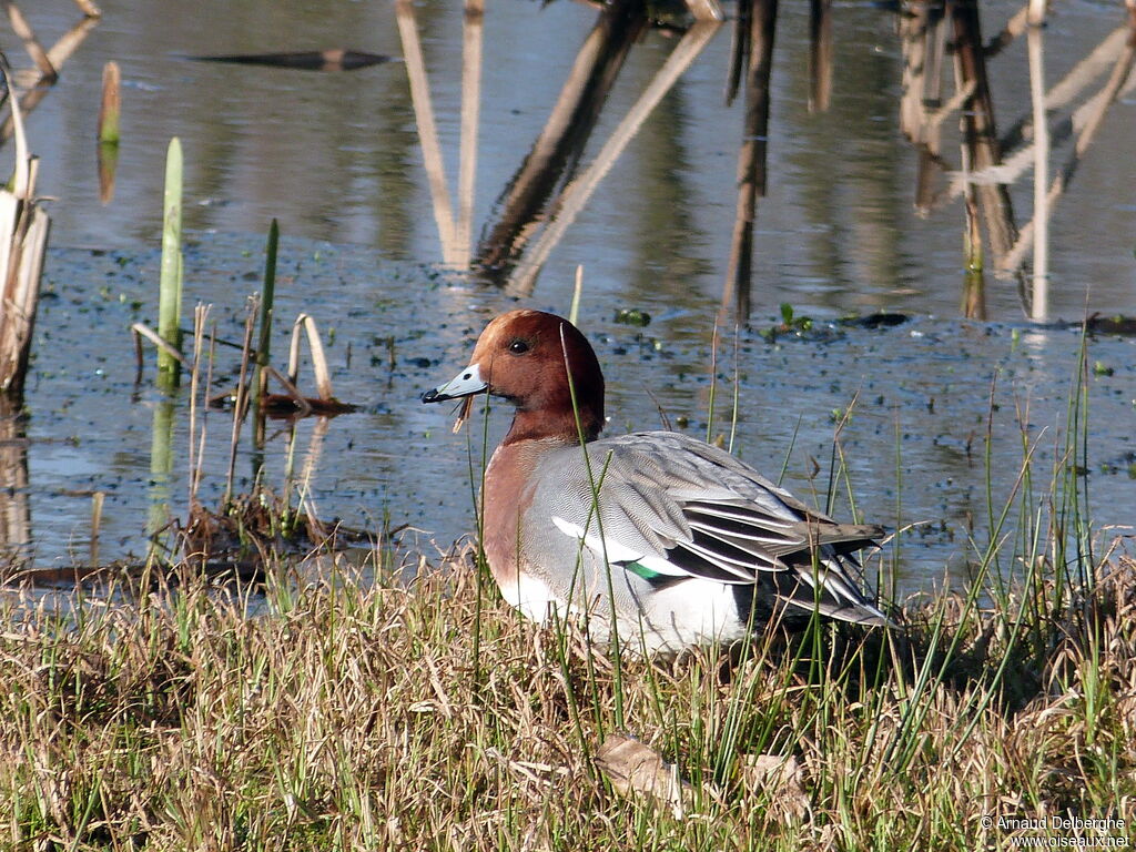 Eurasian Wigeon