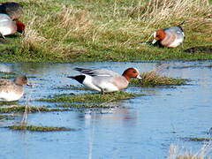 Eurasian Wigeon