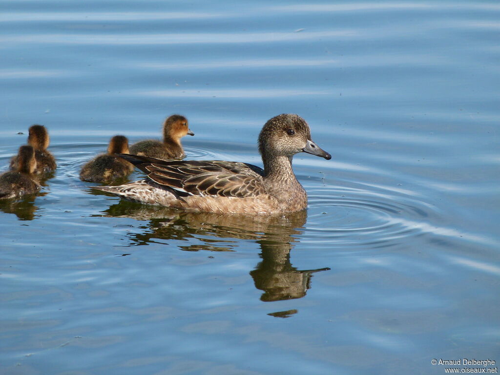 Canard siffleur femelle