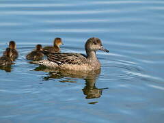 Canard siffleur