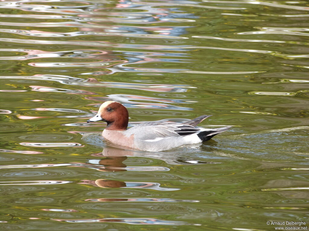 Canard siffleur