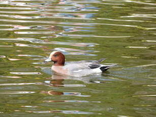 Canard siffleur