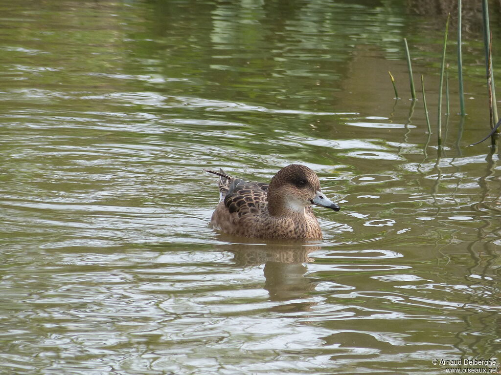 Canard siffleur femelle