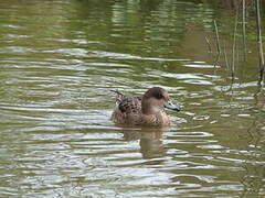 Eurasian Wigeon