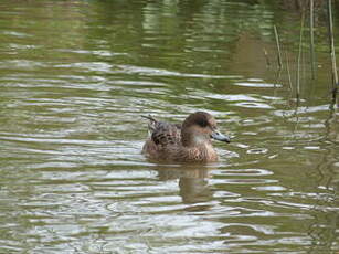 Canard siffleur