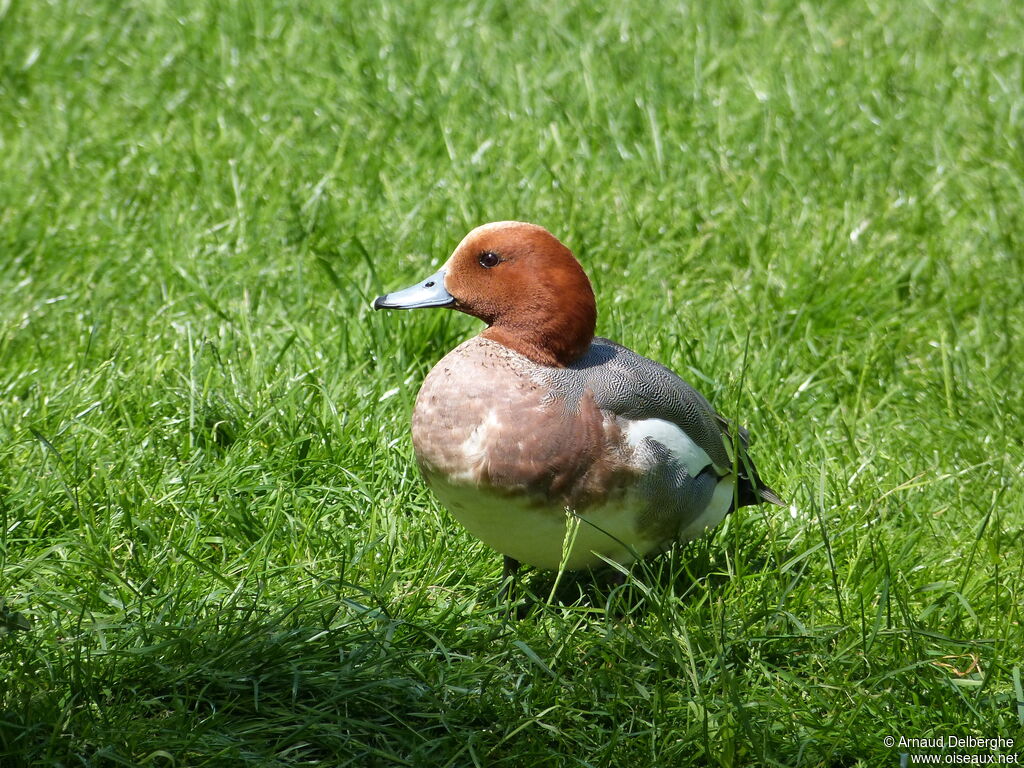 Canard siffleur