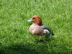 Eurasian Wigeon