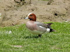 Eurasian Wigeon