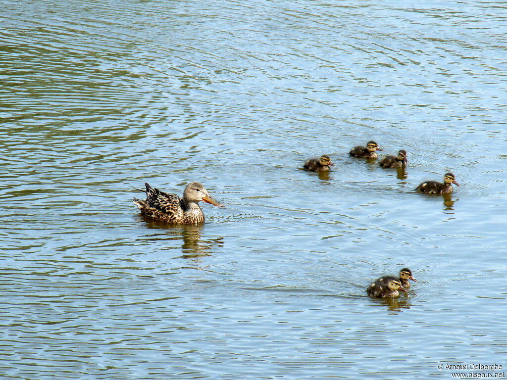 Canard souchet femelle