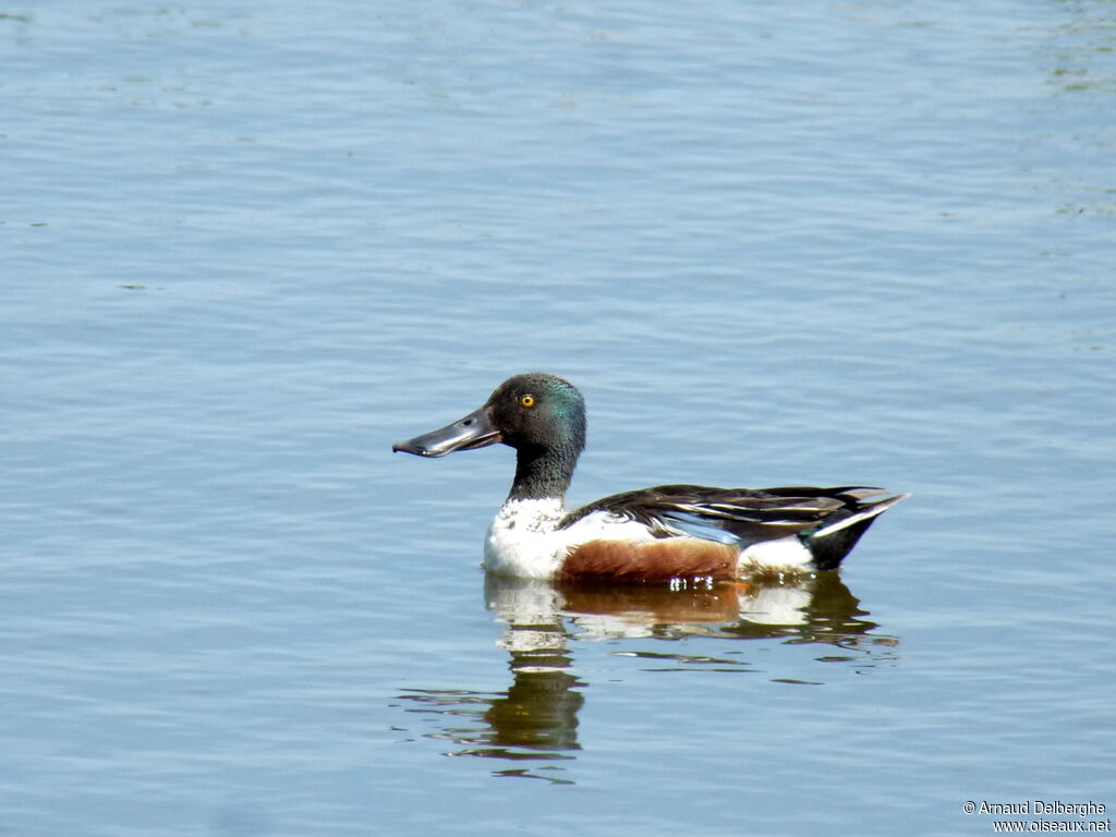 Canard souchet