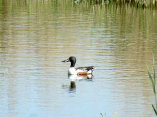 Canard souchet