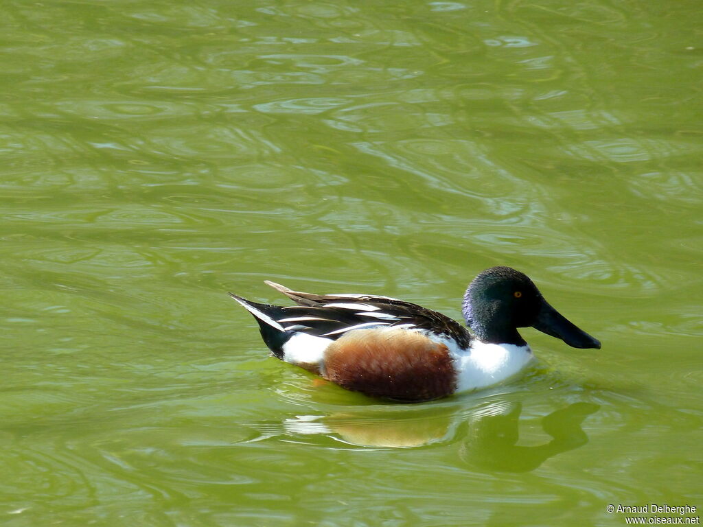 Northern Shoveler