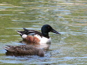 Canard souchet