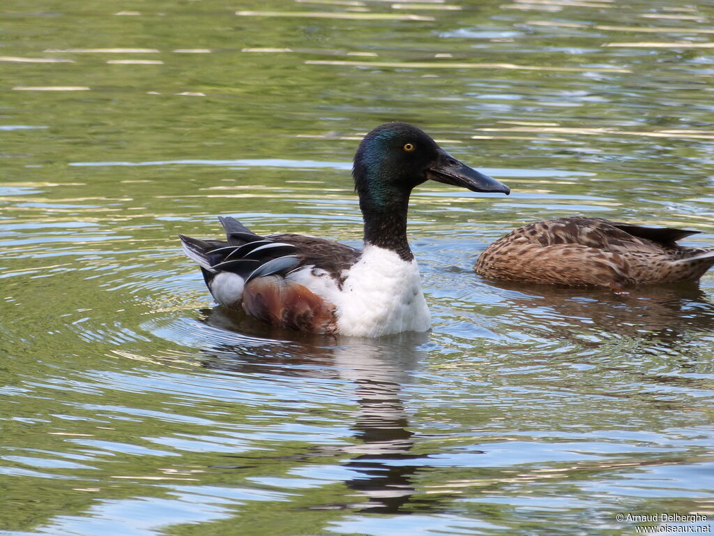 Northern Shoveler