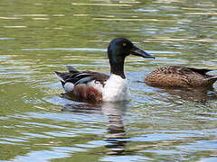 Canard souchet