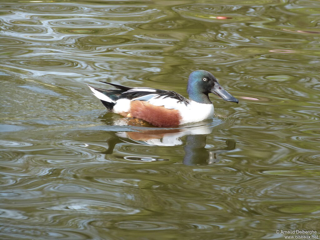 Canard souchet