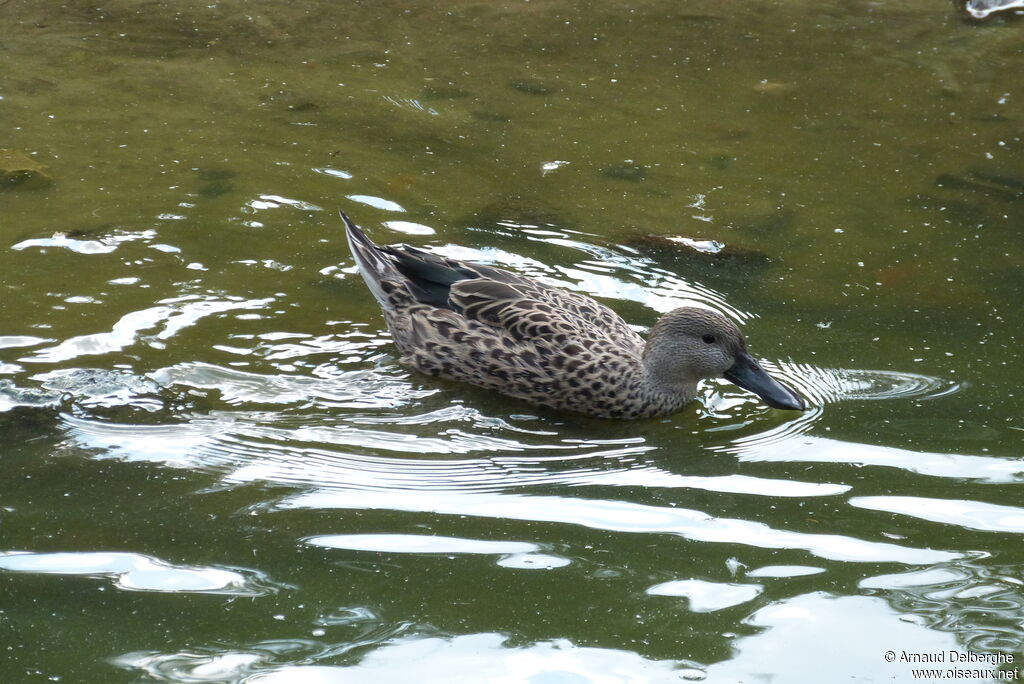 Canard spatule femelle