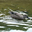 Canard spatule